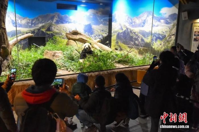 1972年以来首次日本大熊猫“归零”(图2)