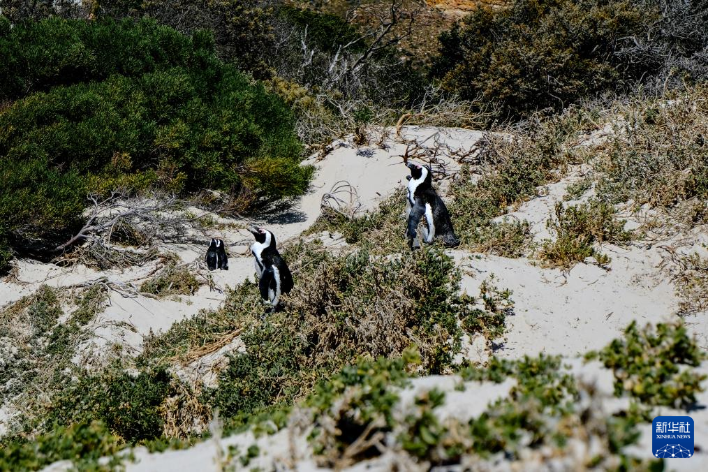 南非极度濒危的非洲企鹅正面临禽流感威胁(图2)