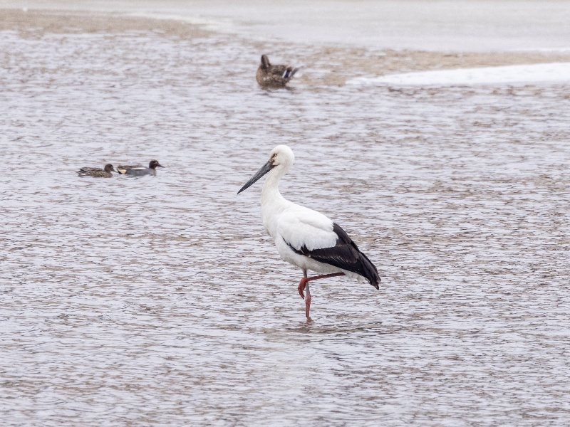 2026北京两会｜市人大代表、德勤中国华北区政府事务负责人马飞骏：建议打造统一的“北京离境退税数字服务平台”(图1)