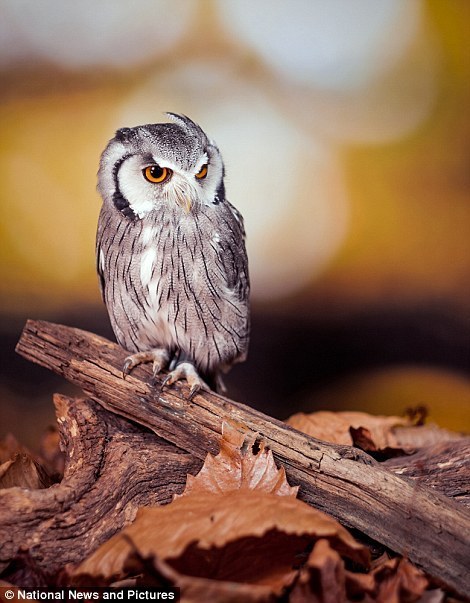 好评如潮精彩继续！济南野生动物世界第四届国际马戏嘉年华“奇幻旅行”完美收官(图1)