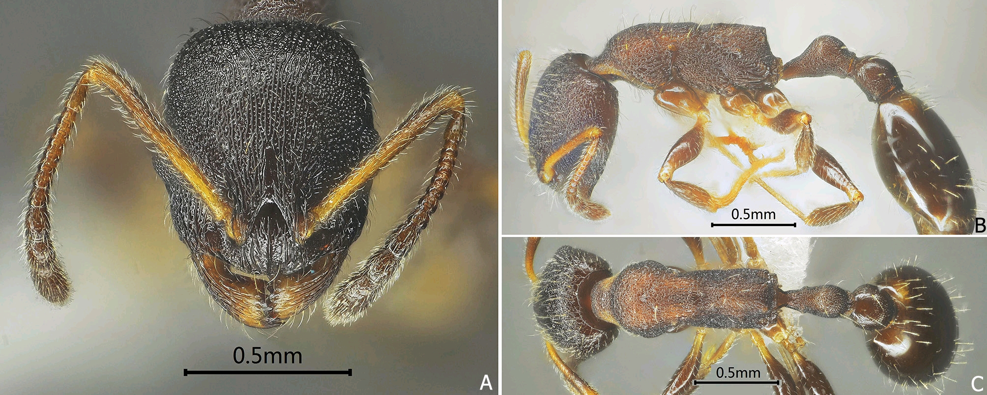 卤菜相关食品资讯_食品伙伴网(图1)