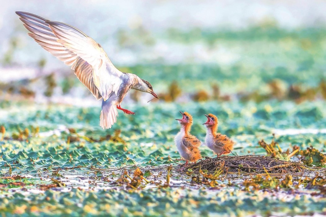 江苏常州：全“绿”以赴走好“生态绿城”发展新路径(图1)