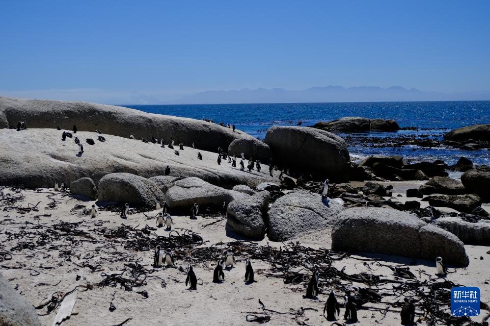 南非极度濒危的非洲企鹅面临禽流感威胁(图1)