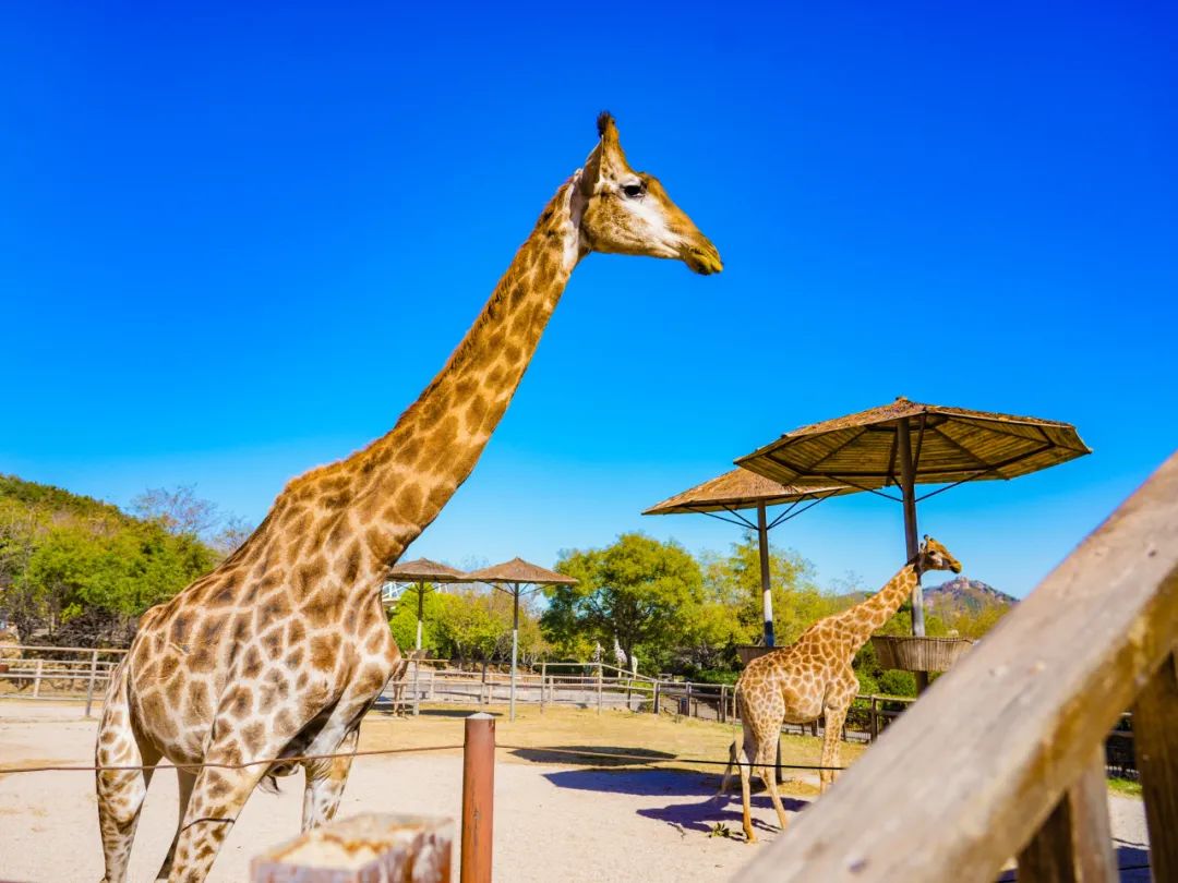 祖传的也不能卖！2020年福建男子要卖掉价值40000被查获(图1)