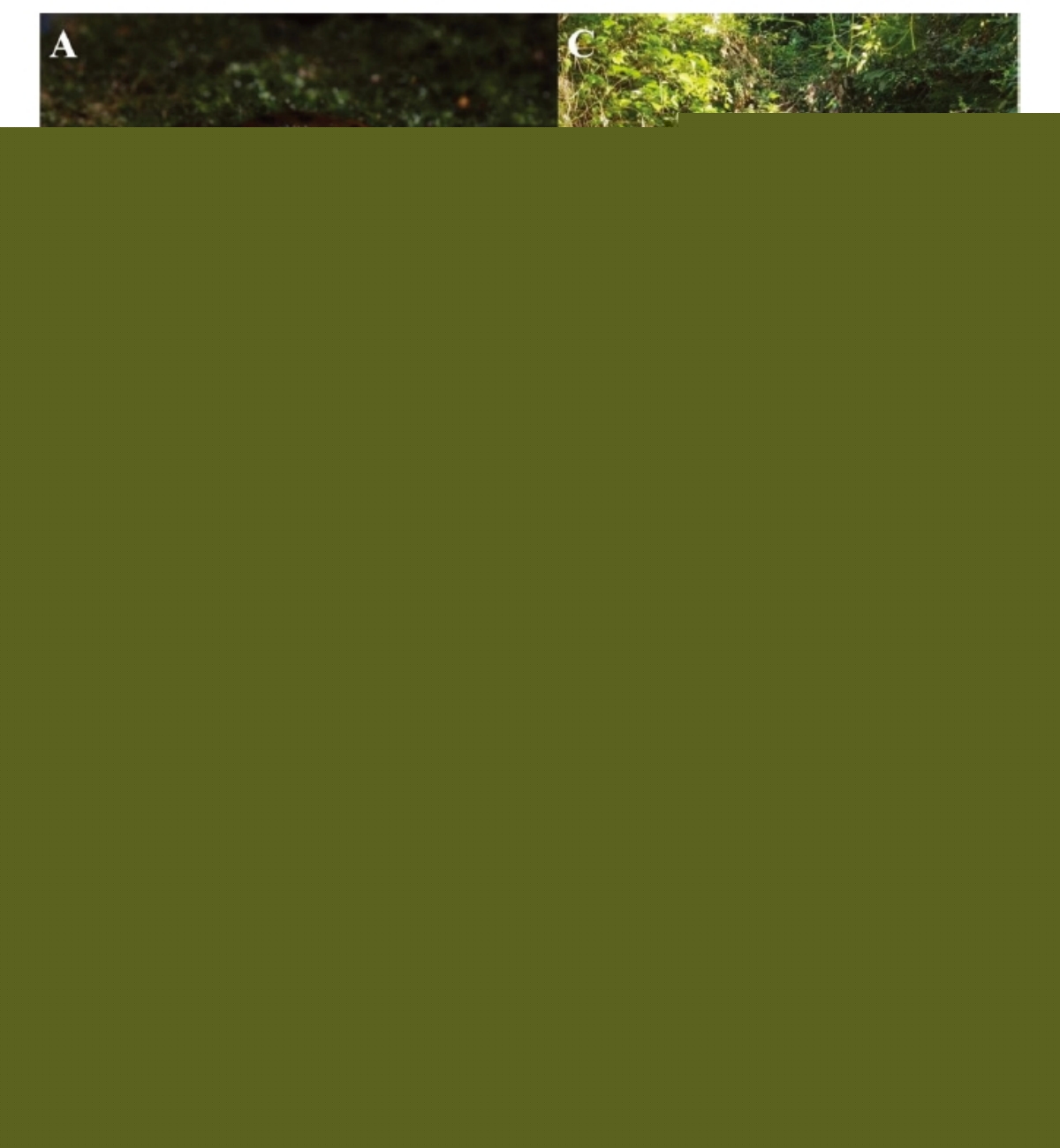 和小动物有关的游戏分享2024(图1)