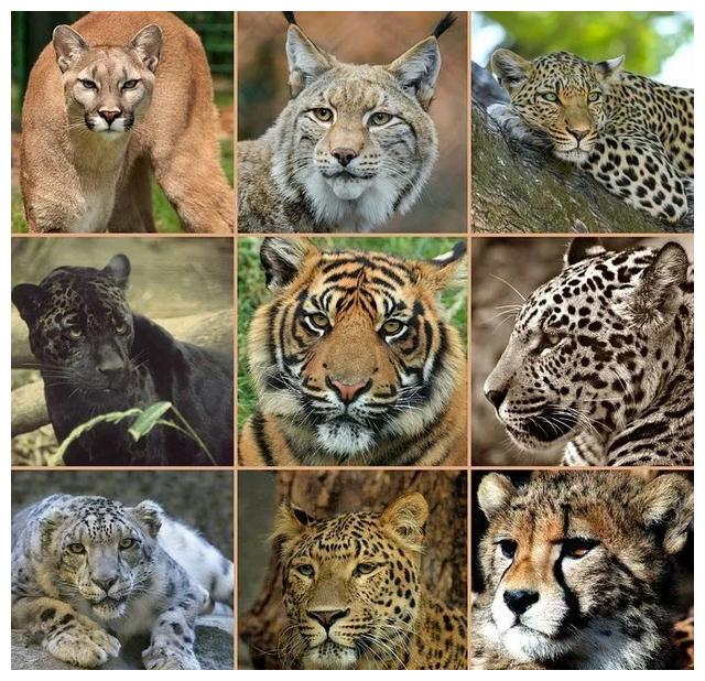 全国政协十一届五次会议提案第0296号(图1)