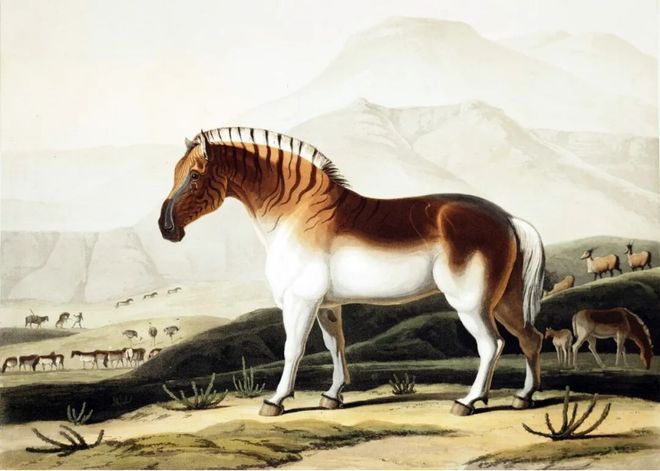 非洲斑马那么多为什么人们不骑它们(图11)