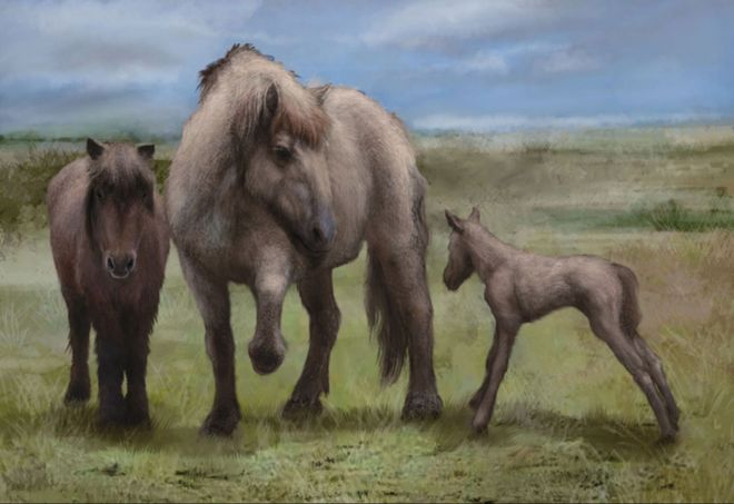 非洲斑马那么多为什么人们不骑它们(图7)