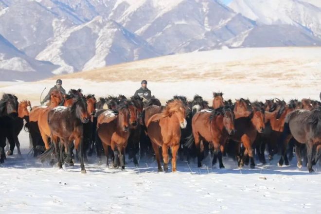 非洲斑马那么多为什么人们不骑它们(图4)