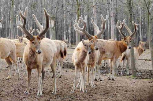 我国重点保护陆生野生动植物种数保护率超过80%(图1)