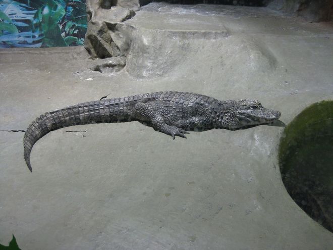 可以和熊猫媲美稀有度？盘点五种珍稀动物有的甚至极度濒危！(图3)