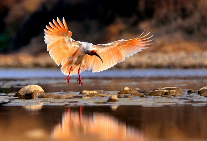 可以和熊猫媲美稀有度？盘点五种珍稀动物有的甚至极度濒危！(图1)