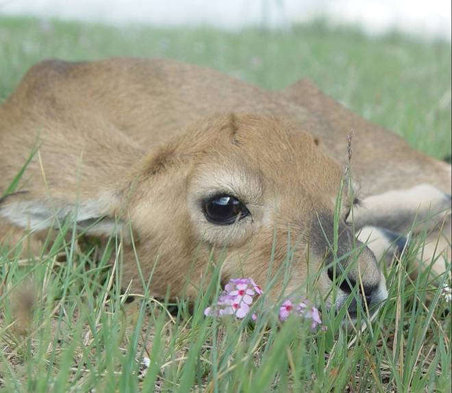 可以和熊猫媲美稀有度？盘点五种珍稀动物有的甚至极度濒危！(图4)