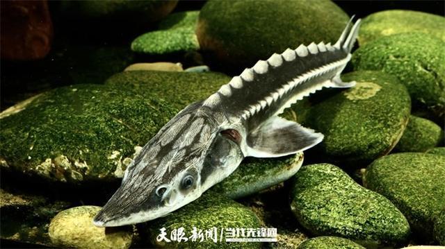 大江奔腾 “国宝”归来(图2)