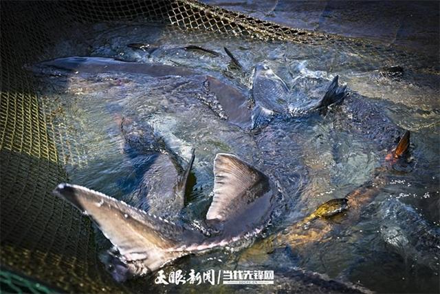 大江奔腾 “国宝”归来(图6)