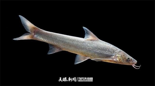 大江奔腾 “国宝”归来(图18)