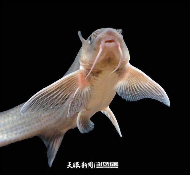 大江奔腾 “国宝”归来(图17)