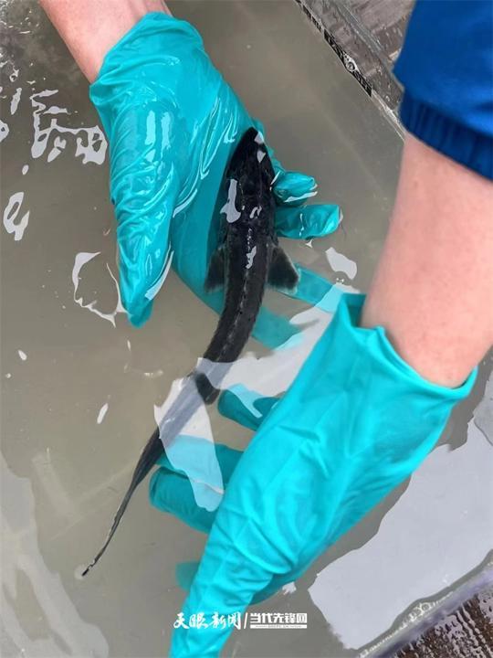 大江奔腾 “国宝”归来(图22)