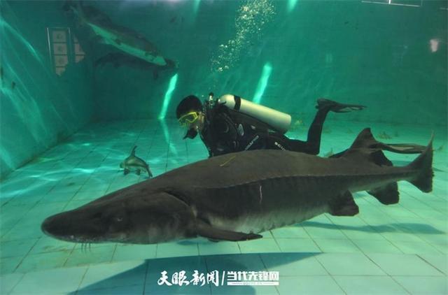 大江奔腾 “国宝”归来(图21)