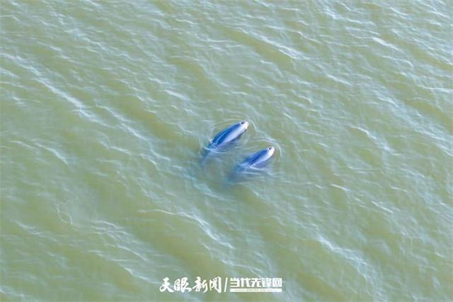 大江奔腾 “国宝”归来(图11)