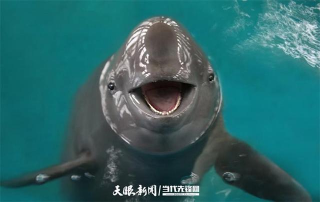 大江奔腾 “国宝”归来(图10)