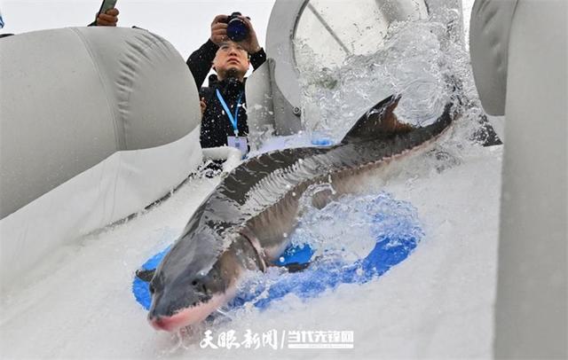 大江奔腾 “国宝”归来(图15)