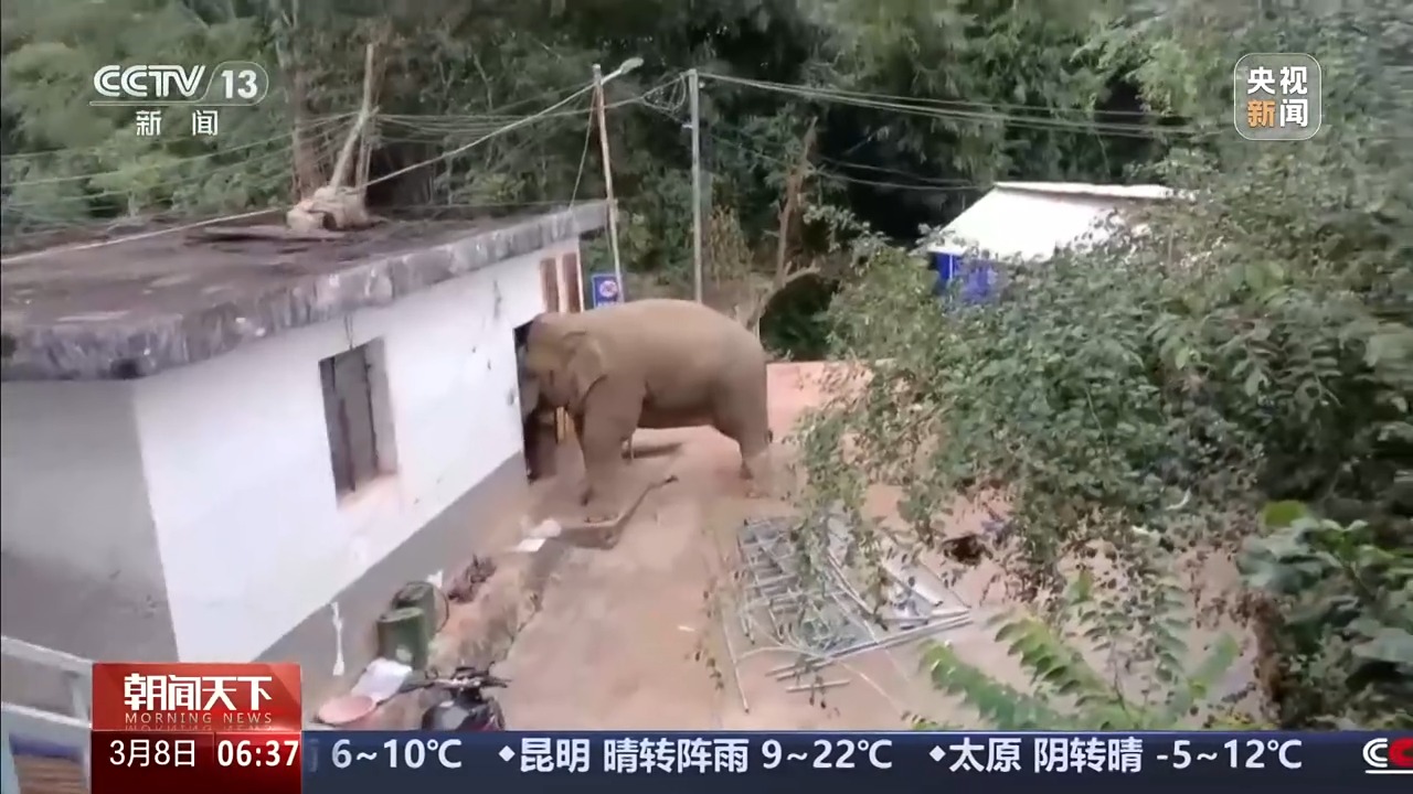 保护野生动物不仅靠“情怀”更靠“机制” 多地交上答卷(图1)