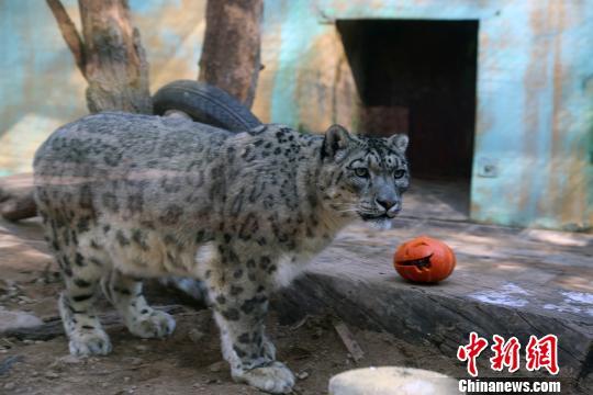 大桂山20只人工繁育鳄蜥在广州动物园“安家”(图1)