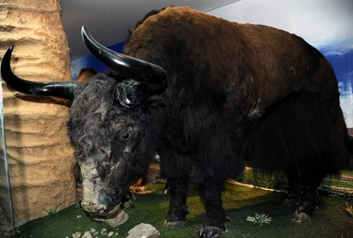 万物向新长江回响(图1)