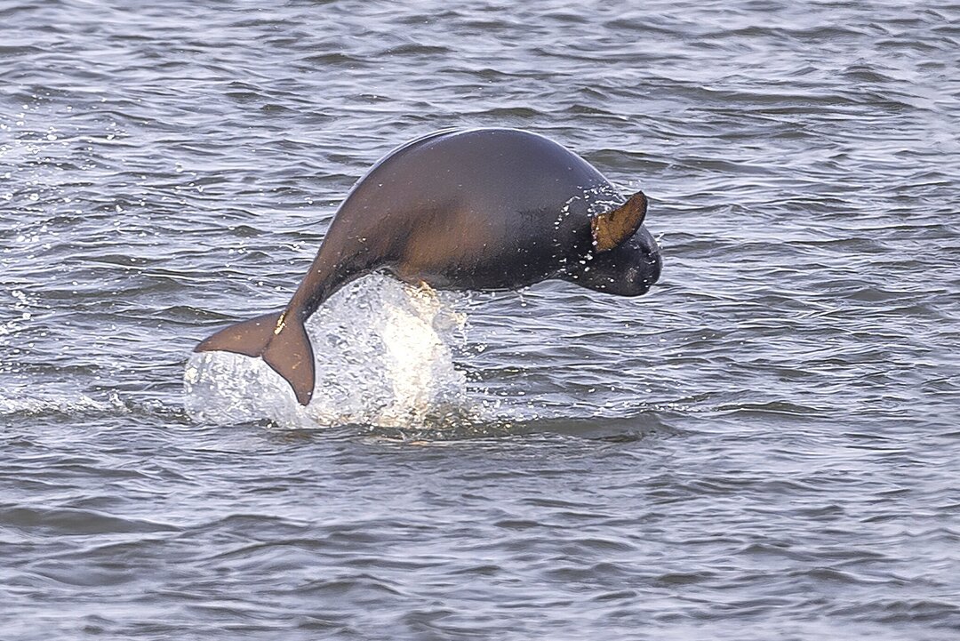 省级党报朋友圈丨大江奔腾 “国宝”归来——长江珍稀水生生物的自述(图1)