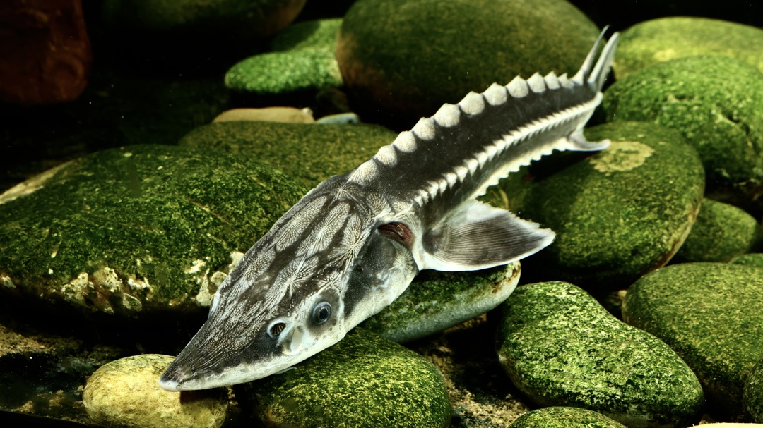 省级党报朋友圈丨大江奔腾 “国宝”归来——长江珍稀水生生物的自述(图2)