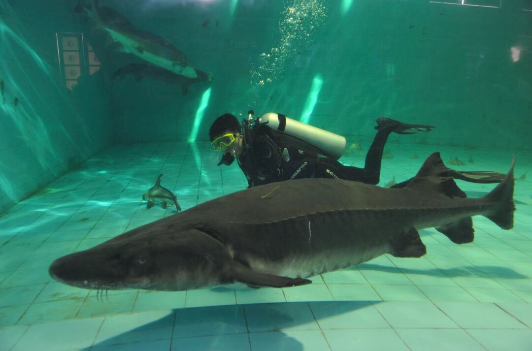 省级党报朋友圈丨大江奔腾 “国宝”归来——长江珍稀水生生物的自述(图6)