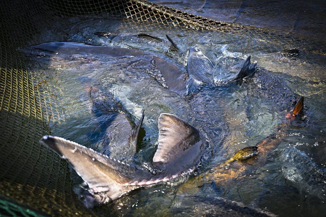 省级党报朋友圈丨大江奔腾 “国宝”归来——长江珍稀水生生物的自述(图3)