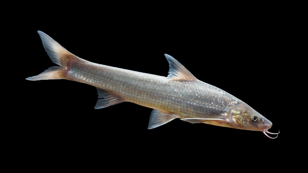 省级党报朋友圈丨大江奔腾 “国宝”归来——长江珍稀水生生物的自述(图5)