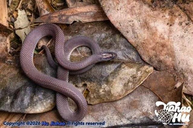 浙江高三学生参与发现新物种：主要承担标本收集工作感到“乐在其中”(图2)