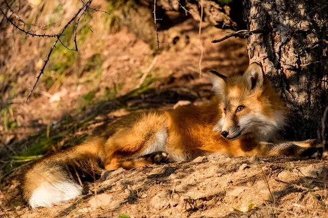 1只也犯罪! 2024年宁夏荒山上发现1具野生的尸体 凶手10天后被抓(图11)