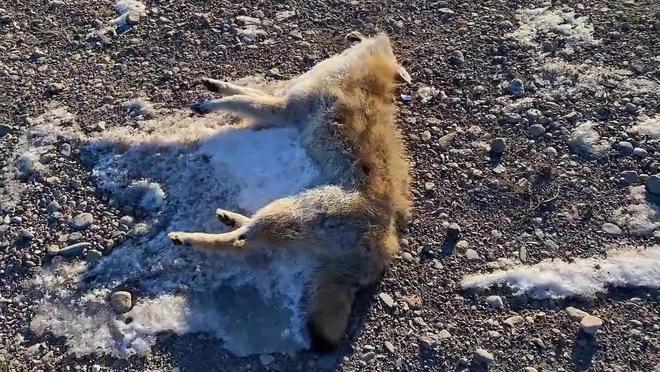 1只也犯罪! 2024年宁夏荒山上发现1具野生的尸体 凶手10天后被抓(图10)