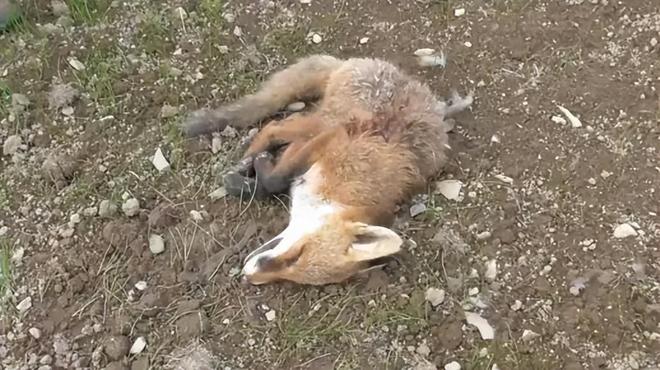 1只也犯罪! 2024年宁夏荒山上发现1具野生的尸体 凶手10天后被抓(图4)