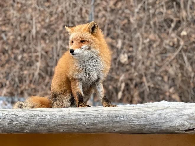 1只也犯罪! 2024年宁夏荒山上发现1具野生的尸体 凶手10天后被抓(图14)