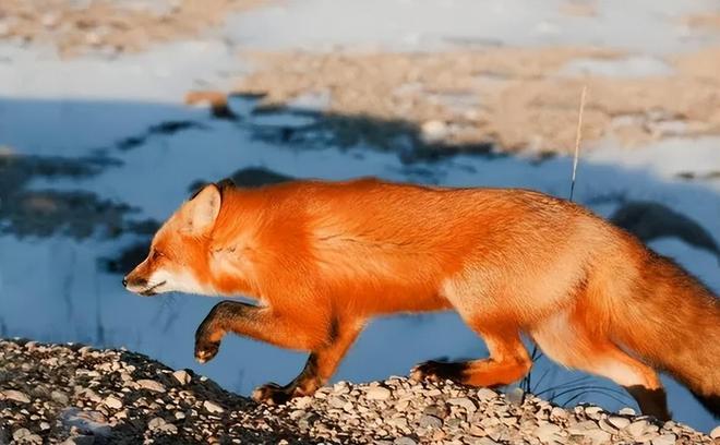 1只也犯罪! 2024年宁夏荒山上发现1具野生的尸体 凶手10天后被抓(图16)