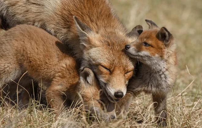 1只也犯罪! 2024年宁夏荒山上发现1具野生的尸体 凶手10天后被抓(图18)