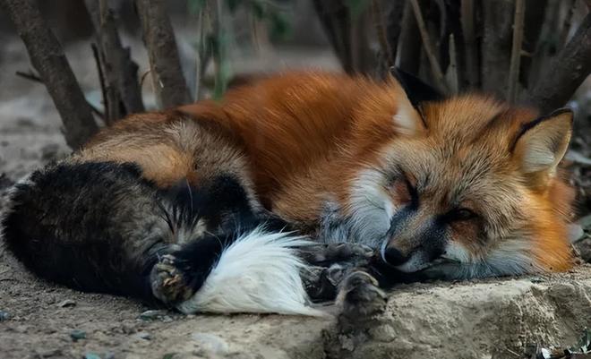 1只也犯罪! 2024年宁夏荒山上发现1具野生的尸体 凶手10天后被抓(图15)