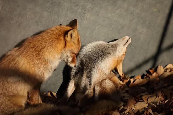 1只也犯罪! 2024年宁夏荒山上发现1具野生的尸体 凶手10天后被抓(图17)