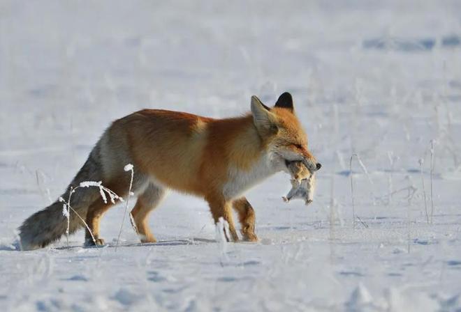 1只也犯罪! 2024年宁夏荒山上发现1具野生的尸体 凶手10天后被抓(图19)