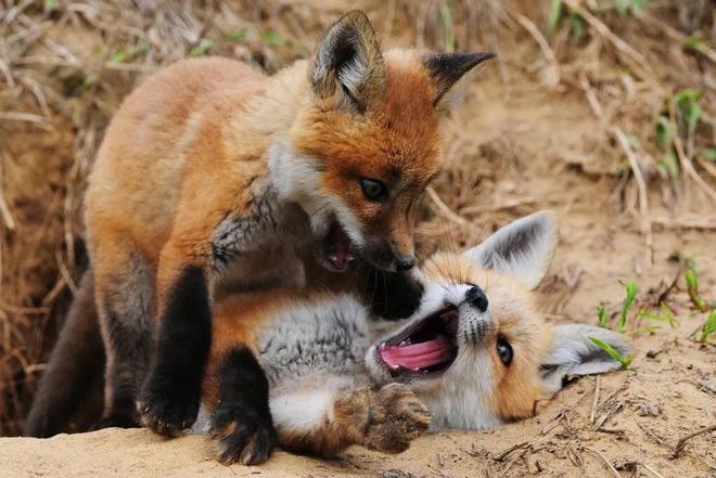 1只也犯罪! 2024年宁夏荒山上发现1具野生的尸体 凶手10天后被抓(图23)