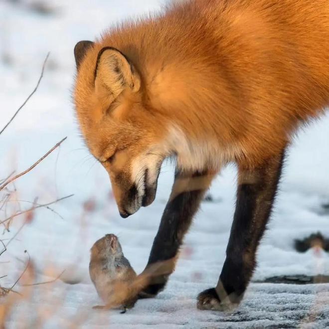 1只也犯罪! 2024年宁夏荒山上发现1具野生的尸体 凶手10天后被抓(图22)