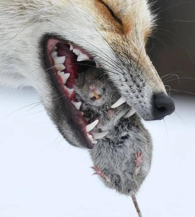 1只也犯罪! 2024年宁夏荒山上发现1具野生的尸体 凶手10天后被抓(图20)