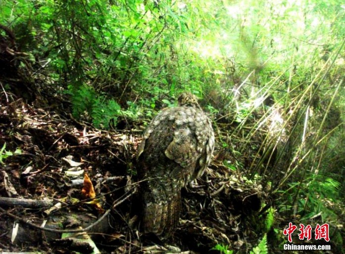 三江源雪豹保护模式为亚洲国家提供借鉴(图1)