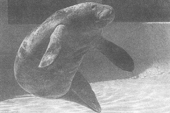 活到了71岁的史上最长的海牛至今仍在世都能叫它“爷爷”了！(图2)