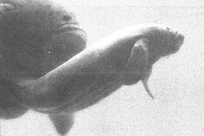 活到了71岁的史上最长的海牛至今仍在世都能叫它“爷爷”了！(图3)